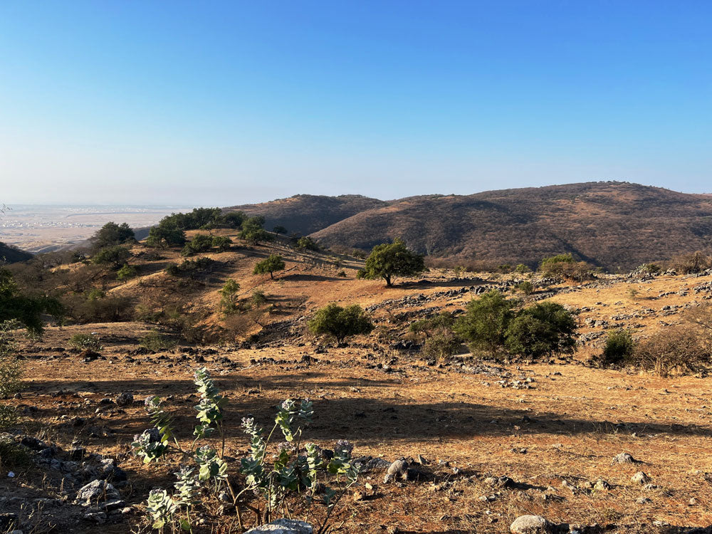 Weite, sonnengetrocknete Hügellandschaft in Salah mit verstreuten Bäumen in warmem Nachmittagslicht.